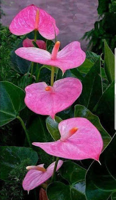 زهرة الأنثوري او النحام Anthurium 