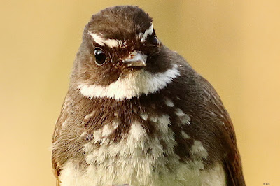 "Spot-breasted Fantail - resident, a portrait snap."