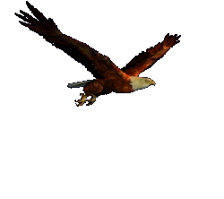 ".../...ET LE QUATRIEME RESSEMBLE A UN AIGLE EN PLEIN VOL" (Apocalypse 4 : 7)