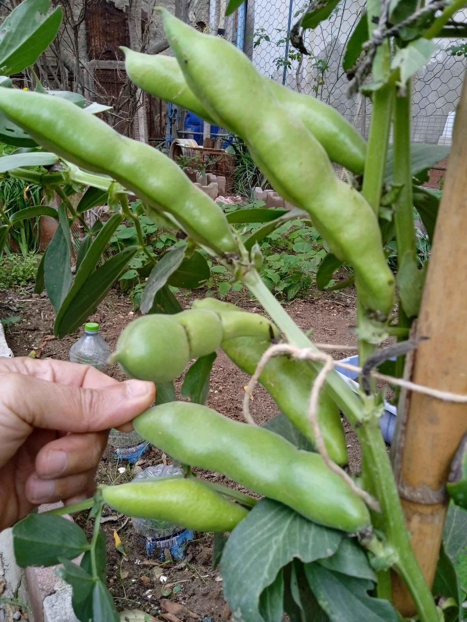 Broad beans mature in succession from the bottom of the plant upwards, so you will get several pickings from each plant.