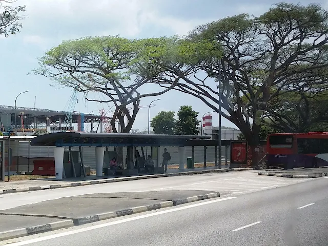 新加坡的雨樹