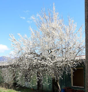 Lots of beautiful blossom on the plum tree