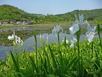 水生植物群落は1927（昭和2）年に国の天然記念物に指定されている。