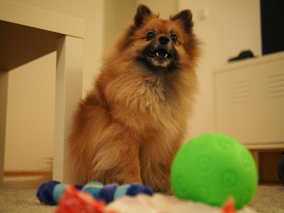 Christmas Presents for Barney the Pomeranian
