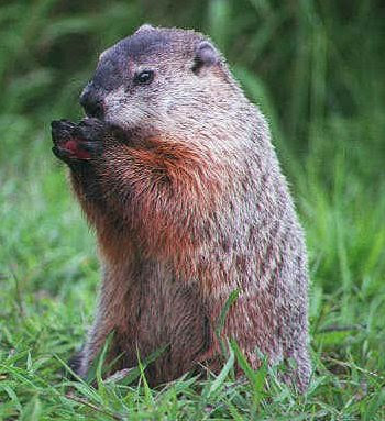 Etsy For Animals: A GROUNDHOG meteorologist ?