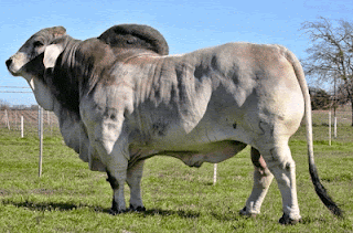  Brahman