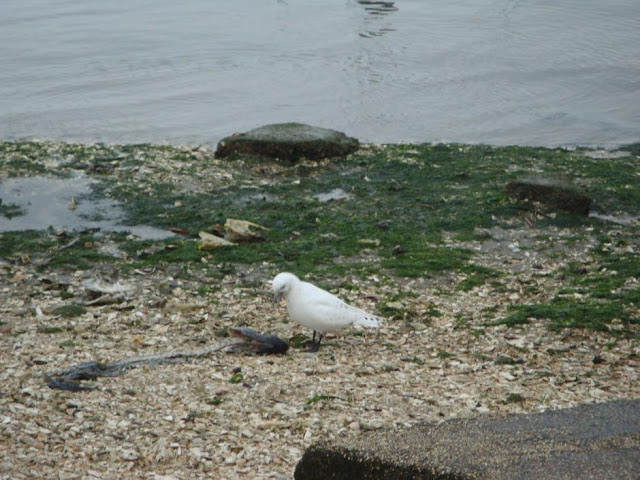 gull wallpaper,gull images;gull photo,gull picture,beautiful gull,cute gull,Pacific Gull, Larus pacificus, Belcher's Gull, Larus belcheri, Olrog's Gull, Larus atlanticus Black-tailed Gull, Larus crassirostris ,Heermann's Gull, Larus heermanni,Common Gull or Mew Gull, Larus canus,Ring-billed Gull, Larus delawarensis,California Gull, Larus californicusGreat Black-backed Gull, Larus marinus,Kelp Gull, Larus dominicanus, (called "Southern Black-backed Gull" or "Karoro" in New Zealand),Cape Gull, Larus dominicanus vetula,Glaucous-winged Gull, Larus glaucescens,Western Gull, Larus occidentalis,Yellow-footed Gull, Larus livens,Glaucous Gull, Larus hyperboreus,Iceland Gull, Larus glaucoides,Kumlien's Gull, Larus glaucoides kumlieni Thayer's Gull, Larus thayeri,European Herring Gull, Larus argentatus,Heuglin's Gull, Larus heuglini,American Herring Gull,Larus smithsonianus,Yellow-legged Gull,Larus michahellis,Caspian Gull, Larus cachinnans,East Siberian Herring Gull, Larus vegae,Armenian Gull,Larus armenicus,Slaty-backed Gull,Larus schistisagus,Lesser Black-backed Gull,Larus fuscus,White-eyed Gull,Ichthyaetus leucophthalmus,Sooty Gull,Ichthyaetus hemprichii,Great Black-headed Gull,Ichthyaetus ichthyaetus,Audouin's Gull, Ichthyaetus audouinii,Mediterranean Gull, Ichthyaetus melanocephalus,Relict Gull, Ichthyaetus relictus,Dolphin Gull, Leucophaeus scoresbii,Laughing Gull, Leucophaeus atricilla,Franklin's Gull, Leucophaeus pipixcan,Lava Gull, Leucophaeus fuliginosus,Gray Gull, Leucophaeus modestus,Silver Gull, Chroicocephalus novaehollandiae,Red-billed Gull, Chroicocephalus scopulinus,Hartlaub's Gull, Chroicocephalus hartlaubii,  Brown-hooded Gull, Chroicocephalus maculipennis,Gray-hooded Gull, Chroicocephalus cirrocephalus,Andean Gull, Chroicocephalus serranus,Black-billed Gull, Chroicocephalus bulleri,Brown-headed Gull, Chroicocephalus brunnicephalus,Black-headed Gull, Chroicocephalus ridibundus,Slender-billed Gull, Chroicocephalus genei,Bonaparte's Gull, Chroicocephalus philadelphia,