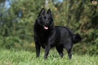 Schipperke