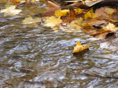 stream in sunlight