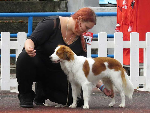 Kooikerhondje Karakter, Kooiker, Nederlandse Kooikerhondje, Nederlands Kooikerhondje, Kooikerhondje Puppy, Kooikerhondje, Kooikersweg Den Bosch, Small Dutch Waterfowl Dog, Sporting Dog Breeds, Working Dog Breeds, Kooikerhondje History 