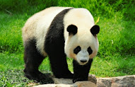 Istimewa 29+ Cari Gambar Panda Lucu