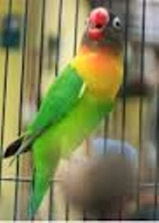 perawatan-lovebird-lomba