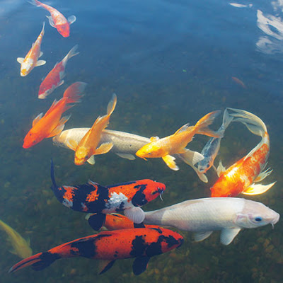 Identifying Fish Problems/Diseases In The Pond Before It’s Too Late