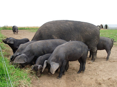 photo de cochons noirs