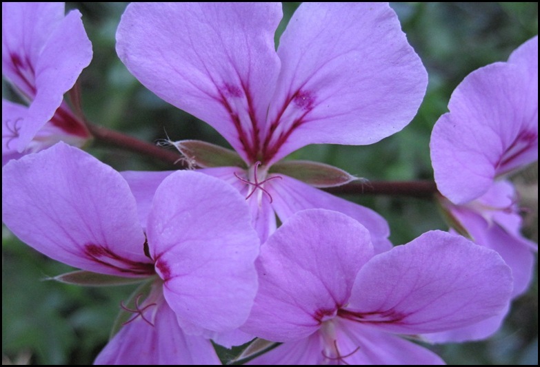 Lavender Dreams
