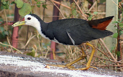 Suara Burung Ruak Ruak