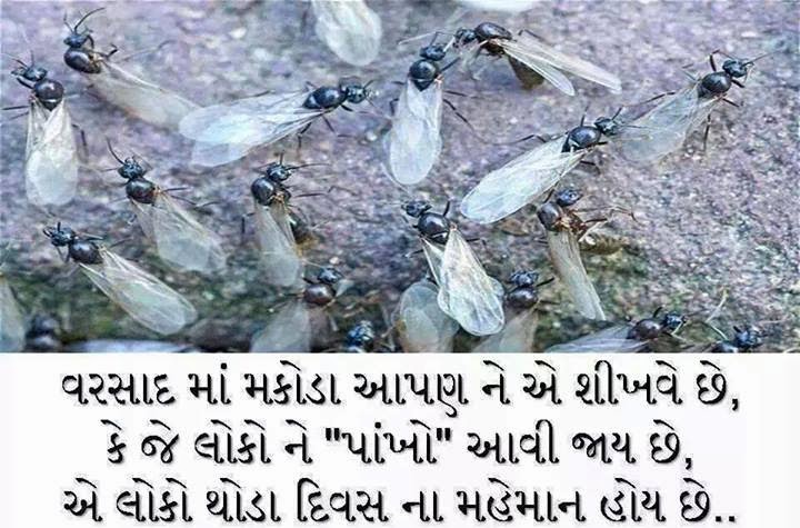 Gujarati Quotes On Dikri Gujarati Inspirational Quotes Gujarati