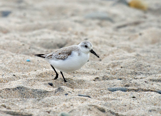 Sanderling