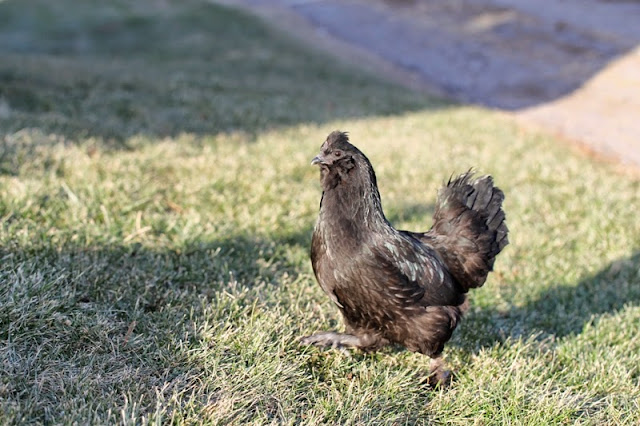 Jenny the Silkie-Ameraucana chicken who thinks she's a turkey