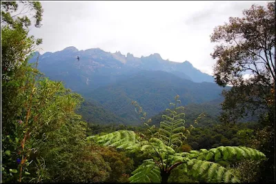 Kinabalu park, Giant Fern,Angiopteris evecta