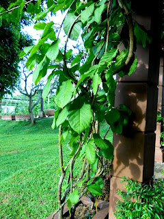 MPV LANDSKAP DAN NURSERI: TAMAN RAMUAN/TAMAN HERBA MARDI 