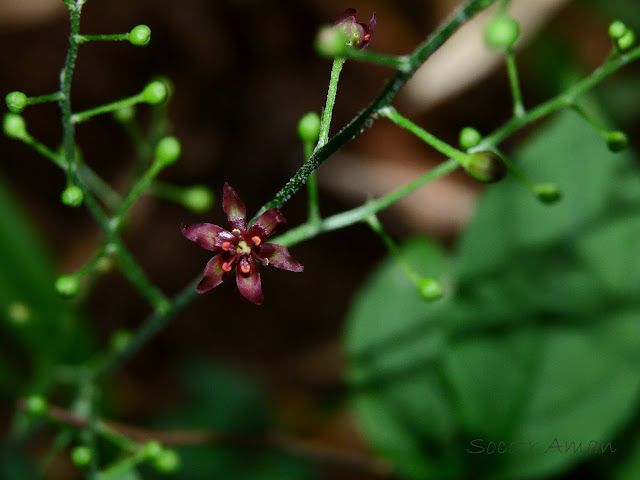 Veratrum maackii