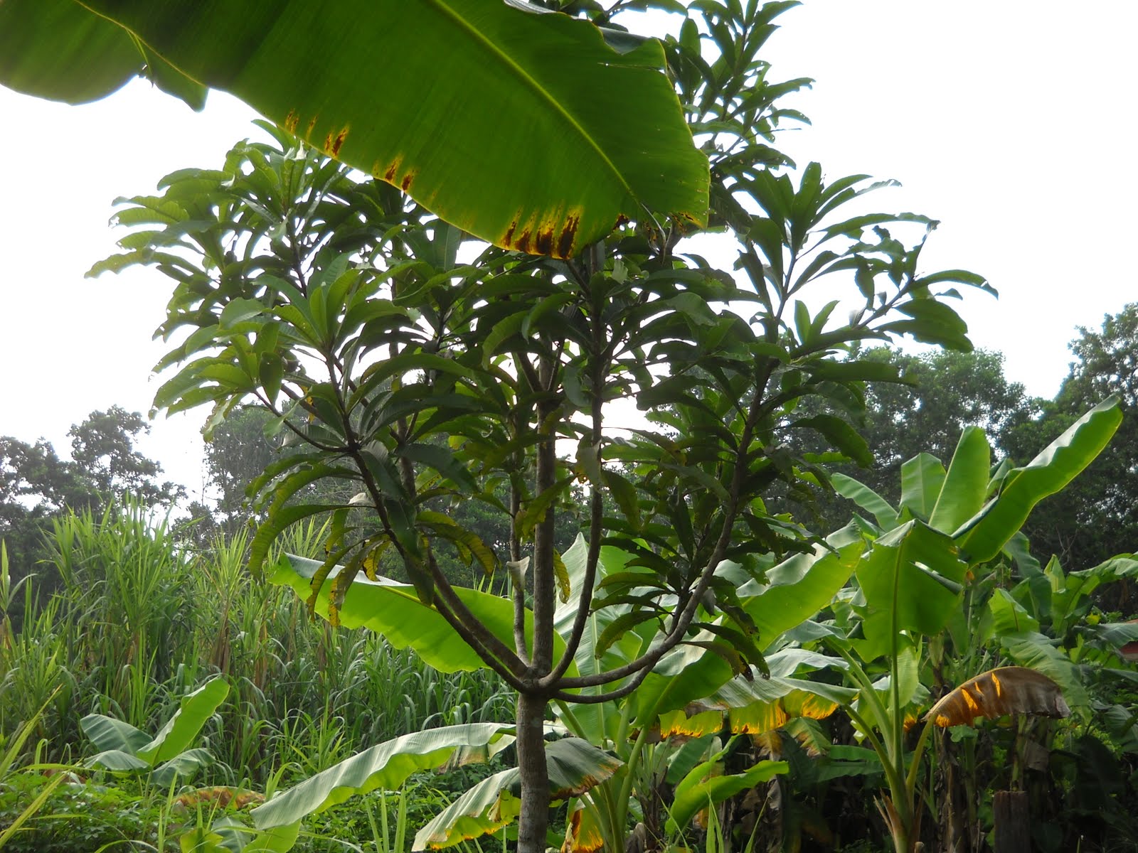 KENALI POKOK SAYANGI POKOK POKOK BINJAI