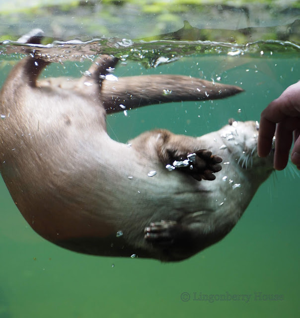 lingonberryhouse, eläimet, animals, photography, valokuvaaminen, ähtäri