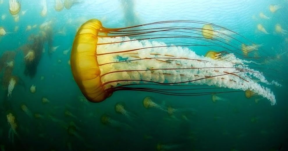 UFO Perairan Ubur Ubur Jellyfish Gambar Gambar Lucu