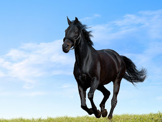Black Horse Pictures and Wallpapers