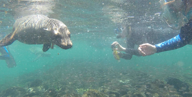 Snorkel en Punta Espinosa, Isla Fernandina, Islas Galápgos