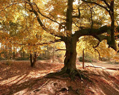 Autumn tree Photo