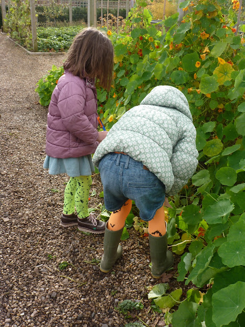 Pumkin trail