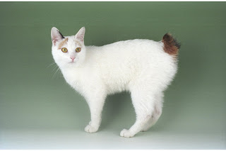 gambar kucing Japanese Bobtail