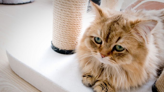 5 Reasons To Never Punish Your Cat