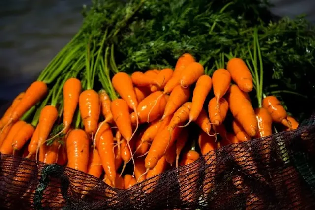 Investigación revela que tres genes específicos deben permanecer en estado inactivo en las zanahorias para que adquieran su característico y deseado color naranja, arrojando luz sobre la domesticación histórica de esta hortaliza y sus posibles futuras mejoras nutricionales.