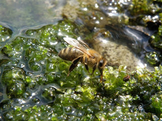 Resultado de imagen para abejas en las rocas