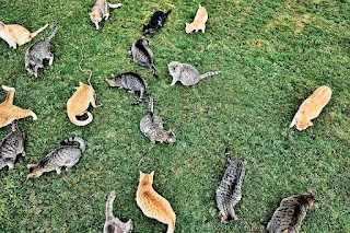 Santuario de gatos Lanai : 2000 patas en el paraíso