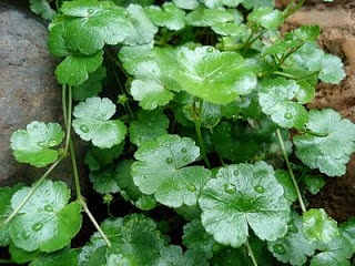 Bahan Herbal dan Bahan Organik dalam Budidaya Ikan Lele 