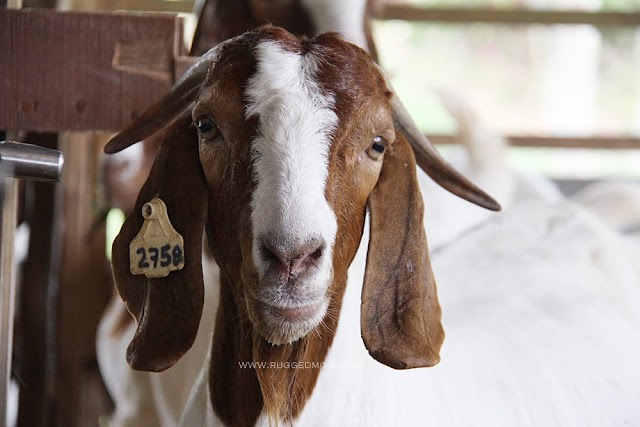 Cadangan lawatan sekolah selepas exam, BoDen Edufarm