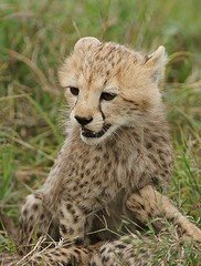 Shakira's Cub