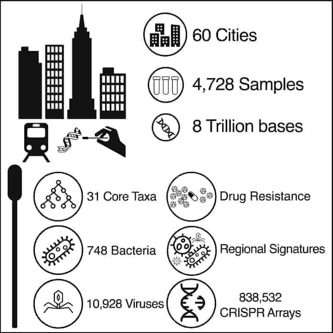  As cidades contêm muitas novas espécies bacterianas e virais -  Atlas dos micróbios