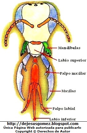 Imagen del Aparato bucal de la abeja indicando sus partes a colores