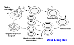 daur lisogenik