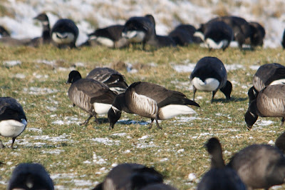 Zwarte Rotgans - Swarte Rotgoes - Branta nigricans