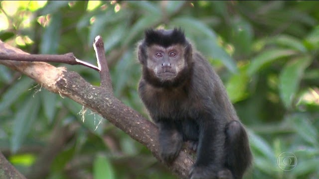 Paraná tem mais 74 macacos mortos por febre amarela