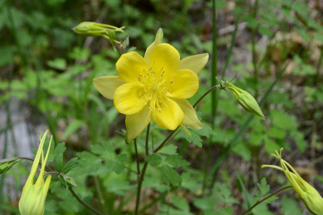 columbine