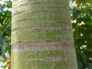 Brachychiton acerifolius - Flamme australienne