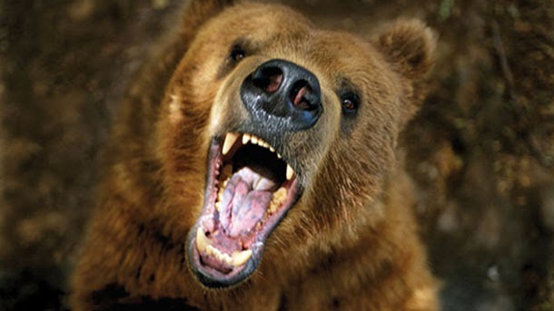 Tirinha Gordo Fresco: Urso escala árvore e fica cara a cara com canadense