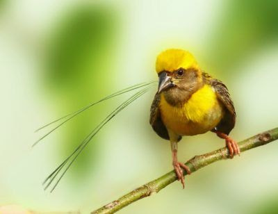 Baya weaver